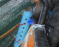 New research reveals low-oxygen impacts on West Coast groundfish