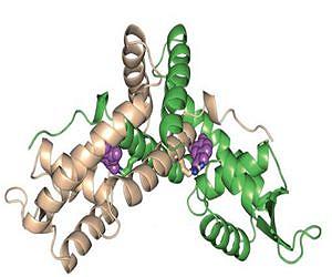How a microbial biorefinery regulates genes