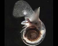 Small Sea Creatures May Be The Canaries In The Coal Mine Of Climate Change