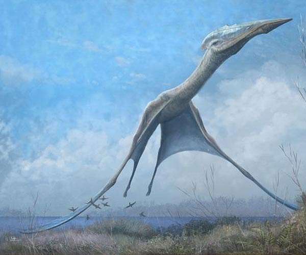 'You don't need a big brain to fly' and other lessons from the first flying reptiles