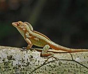 Reptiles are at risk, study finds