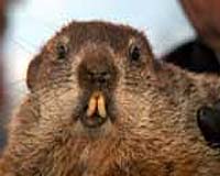Long winter in US? Groundhogs disagree