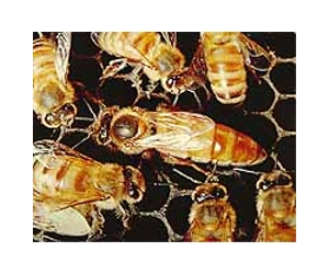 Sticky future for honey imports to EU after GM ruling