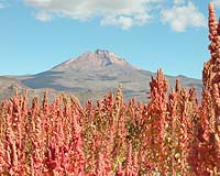 Crop Scientists Improve Supergrain For Impoverished Farmers