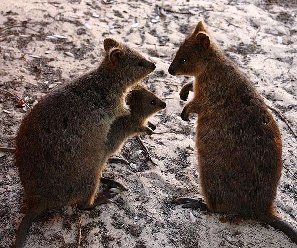 'Shocking' report lists devastation to Australia wildlife