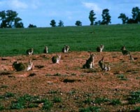 Zara owner drops angora over China rabbit cruelty