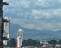 Panama sets new raptor migration record