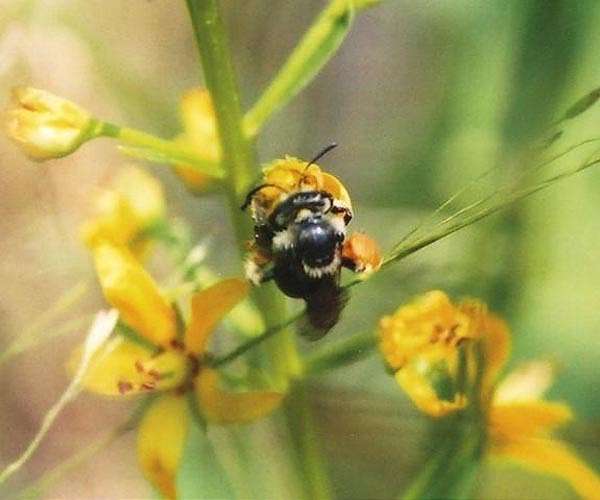 Mexico's bee guardians on mission to save species
