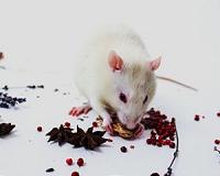 First evidence for independent working memory systems in animals
