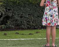 Rats cooperate, help each other, just like humans