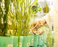 New grasses neutralize toxic pollution from bombs, explosives, and munitions