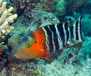 Lessons in coral reef survival from deep time