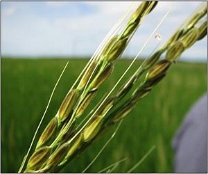 Study launched to boost rice production