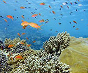 Reef fish find it's too hot to swim