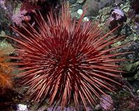 Sea urchins boost survival rate of lab-spawned coral