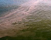 No major red tide outbreaks on Florida's west coast, scientists say