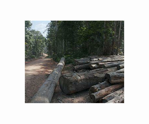 Romania cracks down on illegal logging