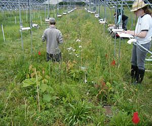 Warming to hit half of plants, a third of animals