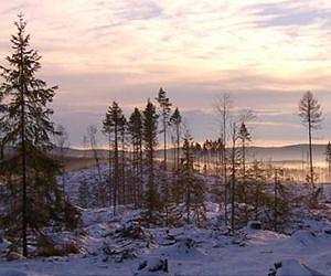 Middle ground between unlogged forest and intensively managed lands