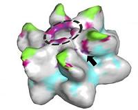 Study pushes back the origin of HIV-related retroviruses to 60 million years ago