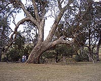 Local Seed Not The Best For Revegetation