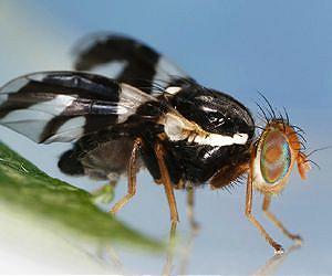 The mechanics of speciation