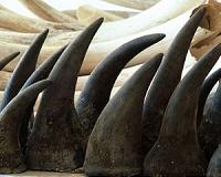 Zimbabwe court refuses to drop charges against 7 Chinese caught with rhino horns