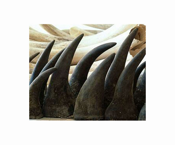 Vietnam gives longest ever jail term for trading rhino horn: NGO