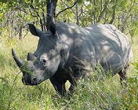 Kenya rhino-poaching doubled last year