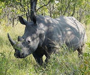 S.Africa's rhino poaching toll passes 600 for the year