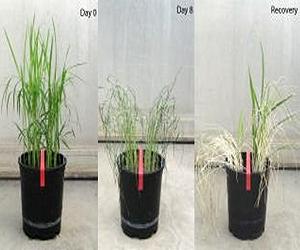 UCLA research makes possible rapid assessment of plant drought tolerance