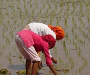 India rice exporters expect bumper harvest