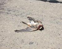 Researchers may be underestimating roadkill numbers