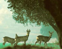 Home, Home On The Range: How Much Space Does An Animal Really Need