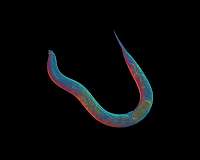 Scientists sequence asexual tiny worm - whose lineage stretches back 18 million years