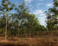 Rubber plantation brings both work and worries to Gabon