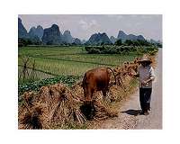 China's need to turn milk green