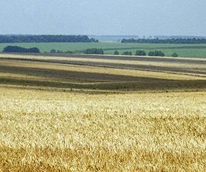 Lack of crop diversity threatens food security: UN