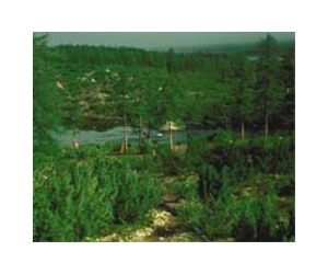 Russian forest campaigner dies after 2008 attack