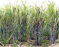 Sugarcane Ethanol Industry Eager To Implement US Renewable Fuel Standard