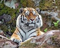 Tiger meat, bear paws openly available in Laos: NGO