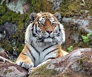Scientists Have New Measure For Species Threat