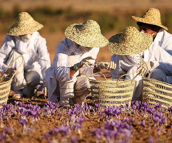 Cracked earth in Greece's saffron heartland as drought takes toll