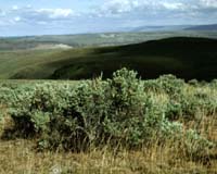 Plants Eavesdrop For Their Own Protection