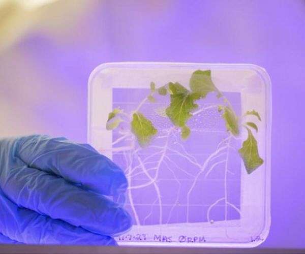 NASA Explores the Potential of Fungi to Grow Space Habitats