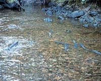 Leave It To Salmon To Leave No Stone Unturned