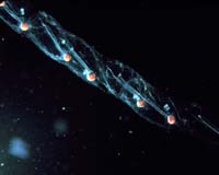 Jellyfish-Like Creatures May Play Major Role In Fate Of Oceanic CO2