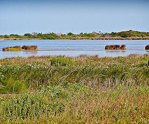 BP oil spill hurt marshes, but recovery possible