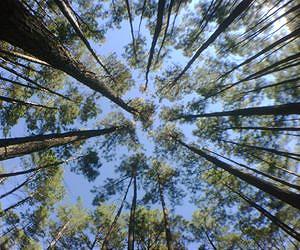 Texas A and M scientist taking infrared laser look at forests
