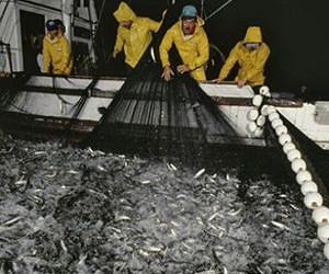 30% of fish stocks overexploited: UN agency